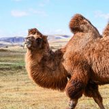 Camel Slaughter Line