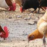 Chicken Slaughter Line