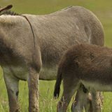 Donkey Slaughter Line