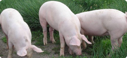 Swine Slaughter Line